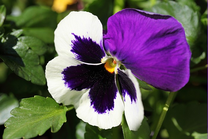 IMG_4049dppkgBlume.jpg